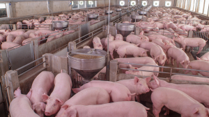 Report: Hog Producers Generate Billions for U.S. GDP