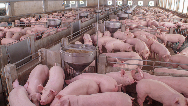 Hog Farmers Struggling with High Costs, Soft Markets