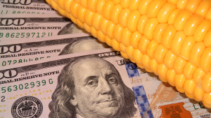 Corn Sales for Export Rise