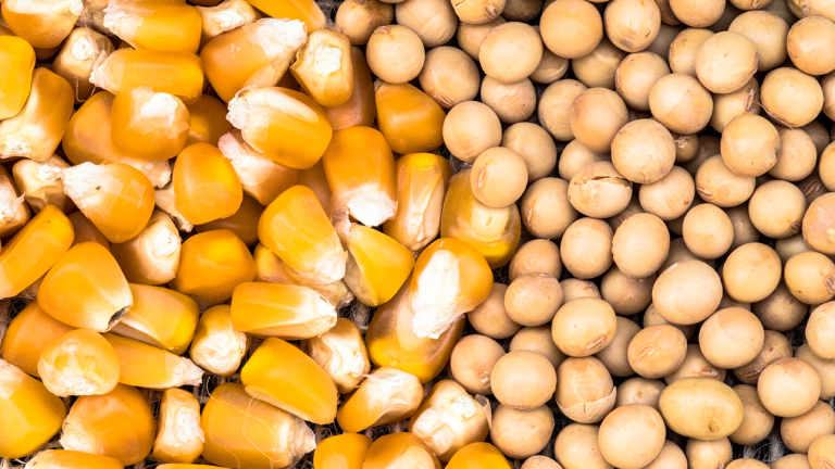 August WASDE Calls for Lower Corn, Higher Soybean Ending Stocks