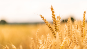 Grains and Markets Both Challenged as Harvest Continues