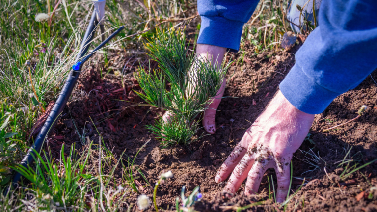 NC Commissioner Troxler: Annual Seedling Sale is Underway!