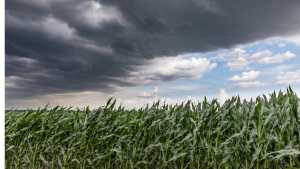 TS Idalia’s Clouds Had Silver Lining for Carolina Farmers