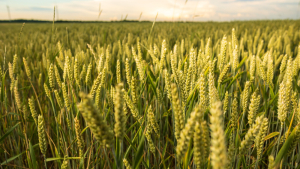 World Corn, Soybean, and Wheat Harvests Nearing Completion