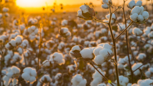 Deltapine Cotton Growers Seeing Good Pest Control