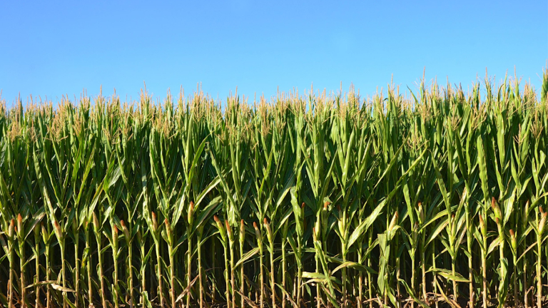 Crop Production Report Shows Higher Corn Production