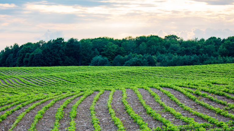 WASDE Lowers Corn, Soybean Yields