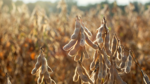 Soy Plays Dual Role in Food Security, Sustainable Energy