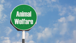 Survey: Consumers Support Stricter Animal Housing Standards