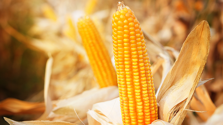 September USDA Reports Boost Corn Numbers