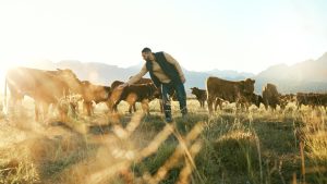 Industry Seeking to Recruit, Keep Livestock Producers