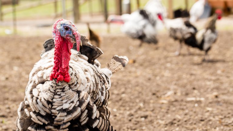 India Tariff Break to Benefit NC Turkey Growers