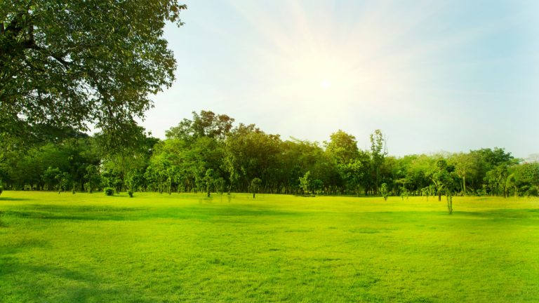 Putting New Life into that Summer-Stressed Lawn