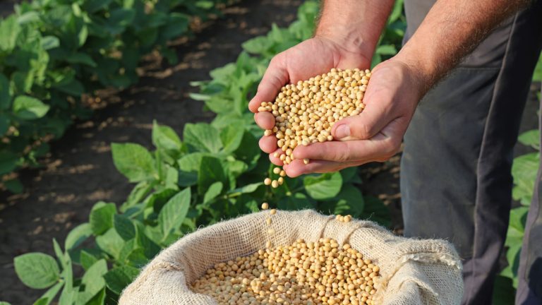 Trade Development Critical for Increasing International Soy Demand