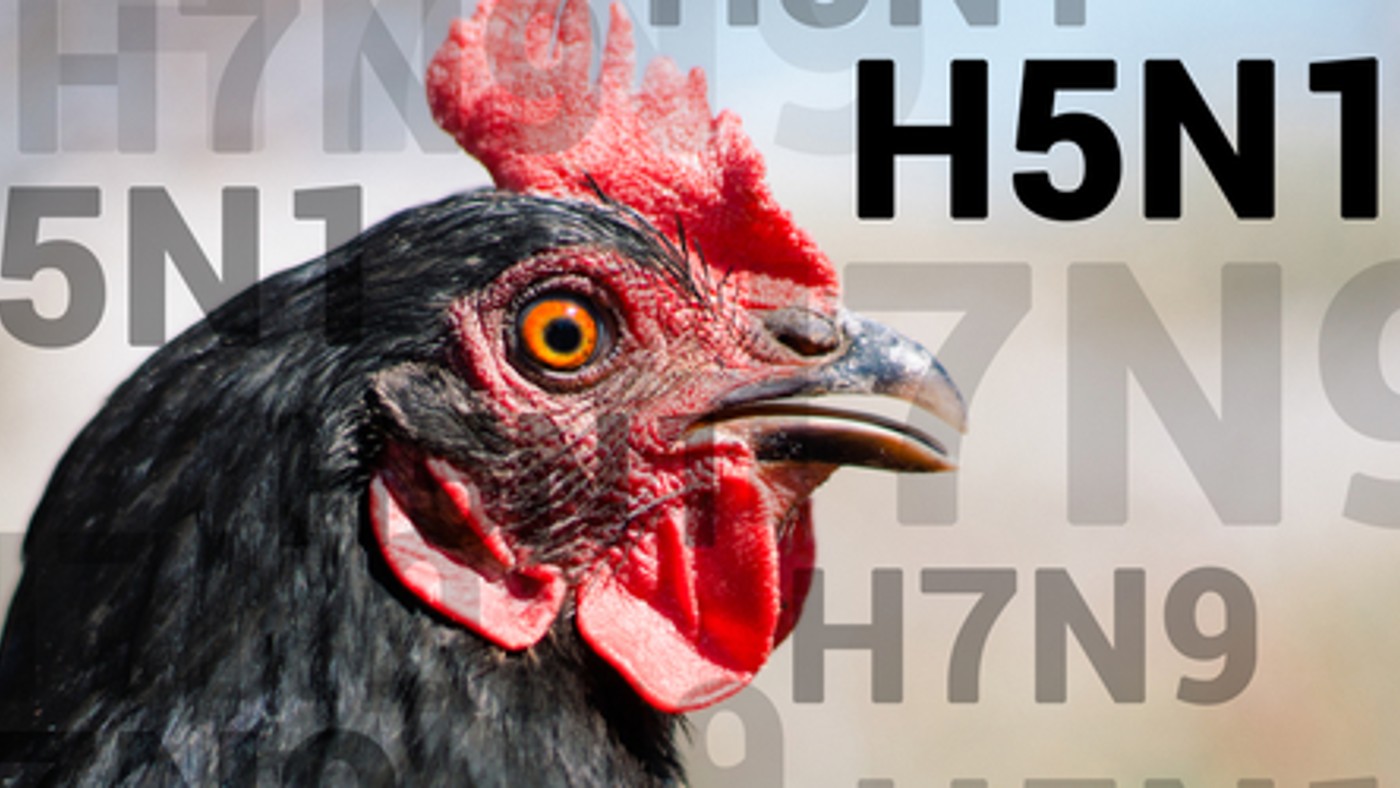 hpai_highly_pathogenic_avian_influenza_high_path_bird_flu