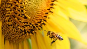 Enhancing Pollinator Habitats on your Farm or Land