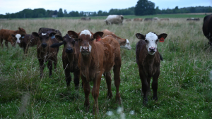 Slight Surprise in Slow Pace of Cattle Liquidation