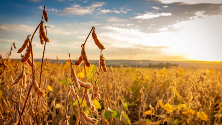 Georgia Farmer Sets Soybean Yield Record at 206.7 BPA