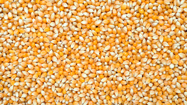 September 1 Corn Stocks Lower Than Expected