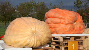 NC Commissioner Troxler: Banner Year for Giant Pumpkins, Watermelons at State Fair