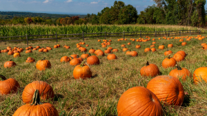 From Corn Mazes to Pumpkin Patches, Find Fall Agritourism in South Carolina