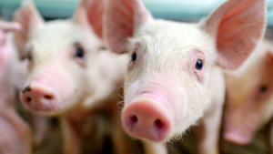 Protecting Pigs and People During Flu Season