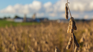 Distinguishing Between Red Crown Rot and SDS