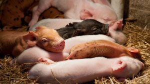 September Hog and Pigs Report Insights