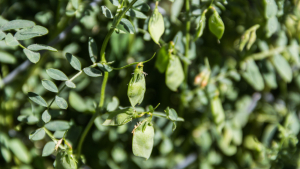 India Cutting Back on Canadian Lentil Purchases