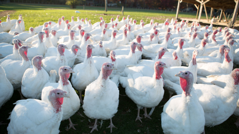 Turkey Prices Fall as Thanksgiving Nears