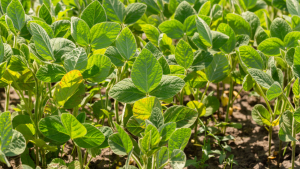 Harrell is Back-to-Back Soy Yield Champ with New World Record