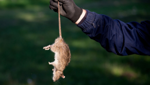 Senators Challenge EPA Rodenticide Restrictions