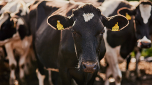 Beef Cattle Herd Contraction Showing Early Signs of Slowing