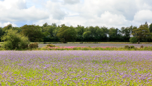 Easy-to-use Cover Crop, Forage, and Conservation Seed Mixes Now Available