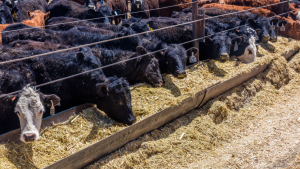 Some Surprises in USDA’s Latest Cattle Feedlot Numbers