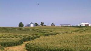 Some Western Iowa Farmers Getting ‘Remarkable’ Corn Yields