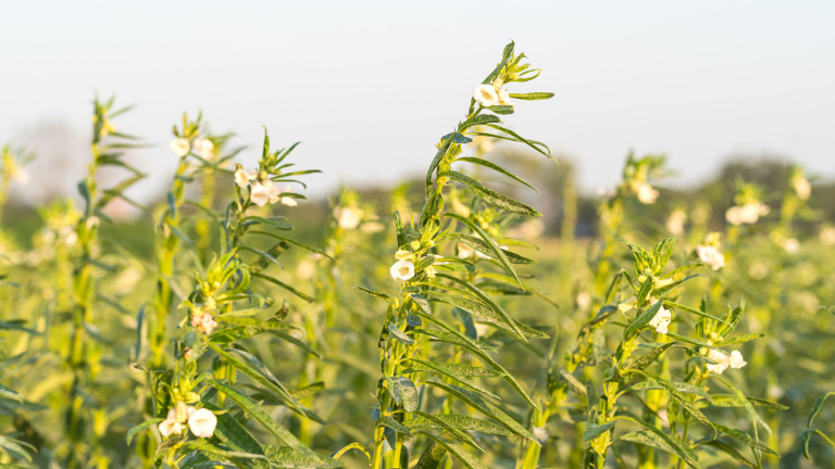 NC Commissioner Troxler: Sesame Research