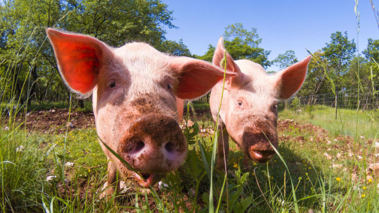 Veterinarians an Important Link in Swine Industry’s Pre-Harvest Traceability