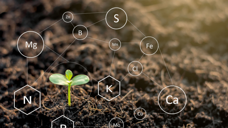 Keep Sulfur in Mind When Making Fertilizer Decisions