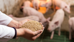 Mycotoxins and Their Effect on Pigs