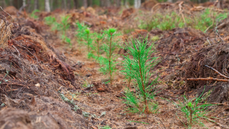 NC Commissioner Troxler: Military Discount on Forest Service Tree Seedling Orders through November