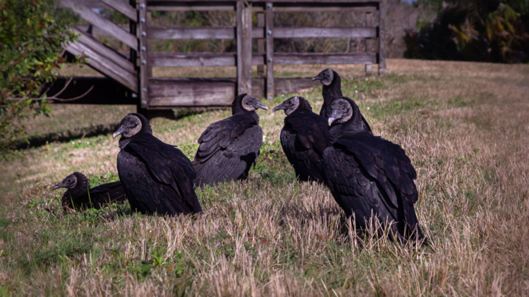 NC Commissioner Troxler: Avian Influenza Back in Atlantic Flyways