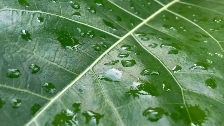 The Rains Helped Where They Fell; More on the Way