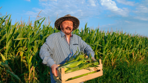 How Big Will This Year’s Corn Crop Truly Get?