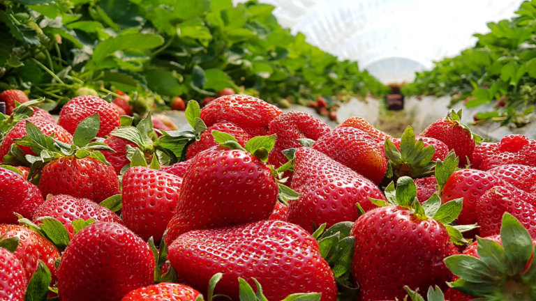 U-Pick Strawberry Season Kicks Off S.C. Spring Agritourism Activities