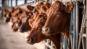 Cattlemen are Watching Federal and State Issues