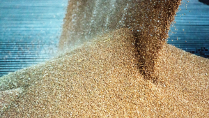 Grain Prices Hit Lowest Level Since COVID