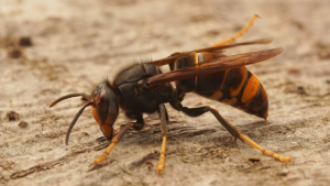 NCDA and CS Urges Lookout for Yellow-Legged Hornet