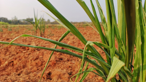 Farmers Reporting ‘Corn Rolling’