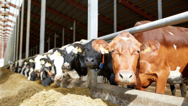 SC Commissioner Weathers: National Beef and Dairy Month